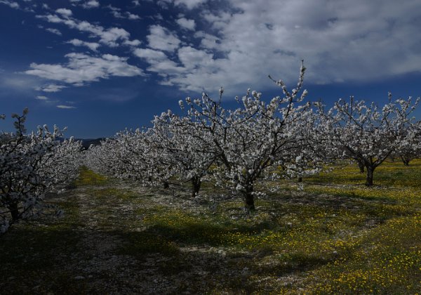 Various Scenes of Provence