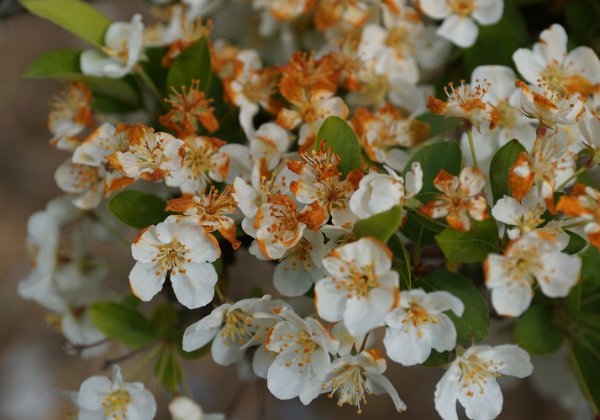 Hanami at Brogdale - 22 April 2017